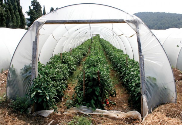 Теплица из пленки, сделанная своими руками.