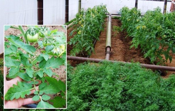 Процесс опыления во время цветения