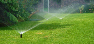 Правильное устройство газона на приусадебном участке