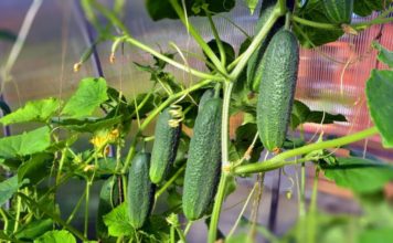 Подкормка огурцов в теплице
