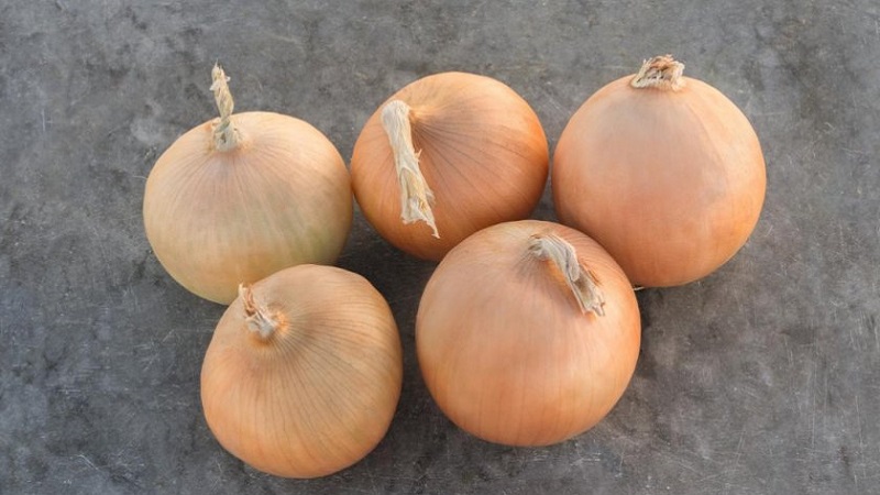 Лук севок Радар