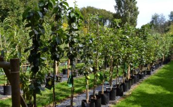 Где купить саженцы