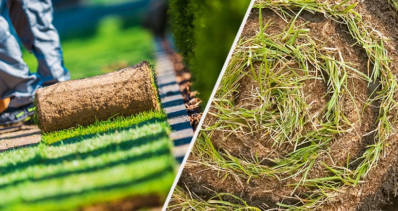 Рулонный газон:  разновидности, технология укладки