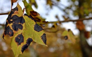 Причины возникновения болезней садовых растений