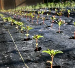 Агроткань для защиты растений от сорняков и перегрева в теплицах и на грядках